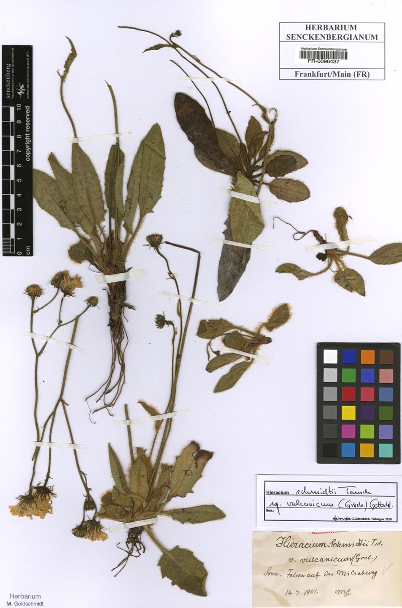 Hieracium schmidtii subsp. vulcanicum photo 2