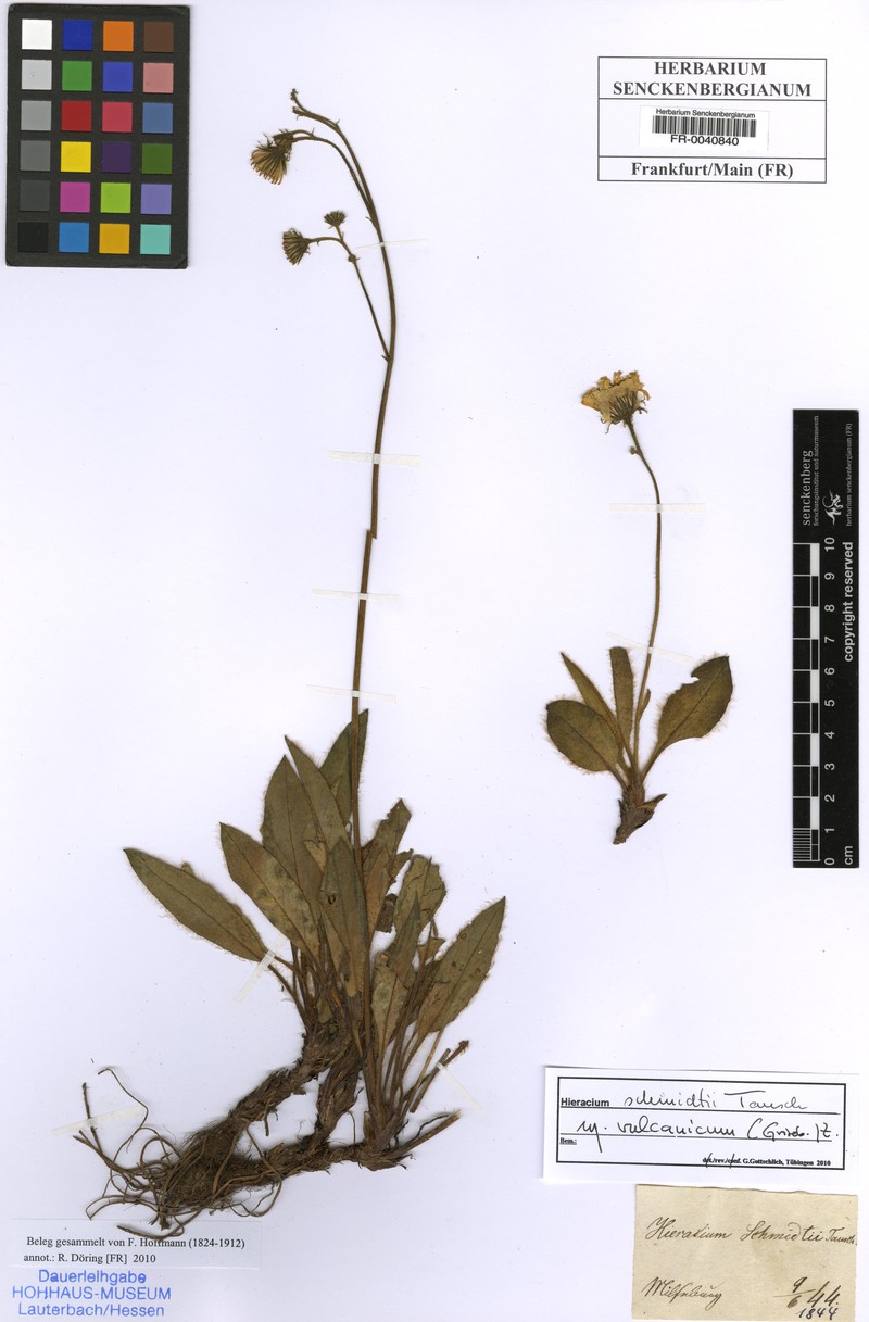 Hieracium schmidtii subsp. vulcanicum photo 3