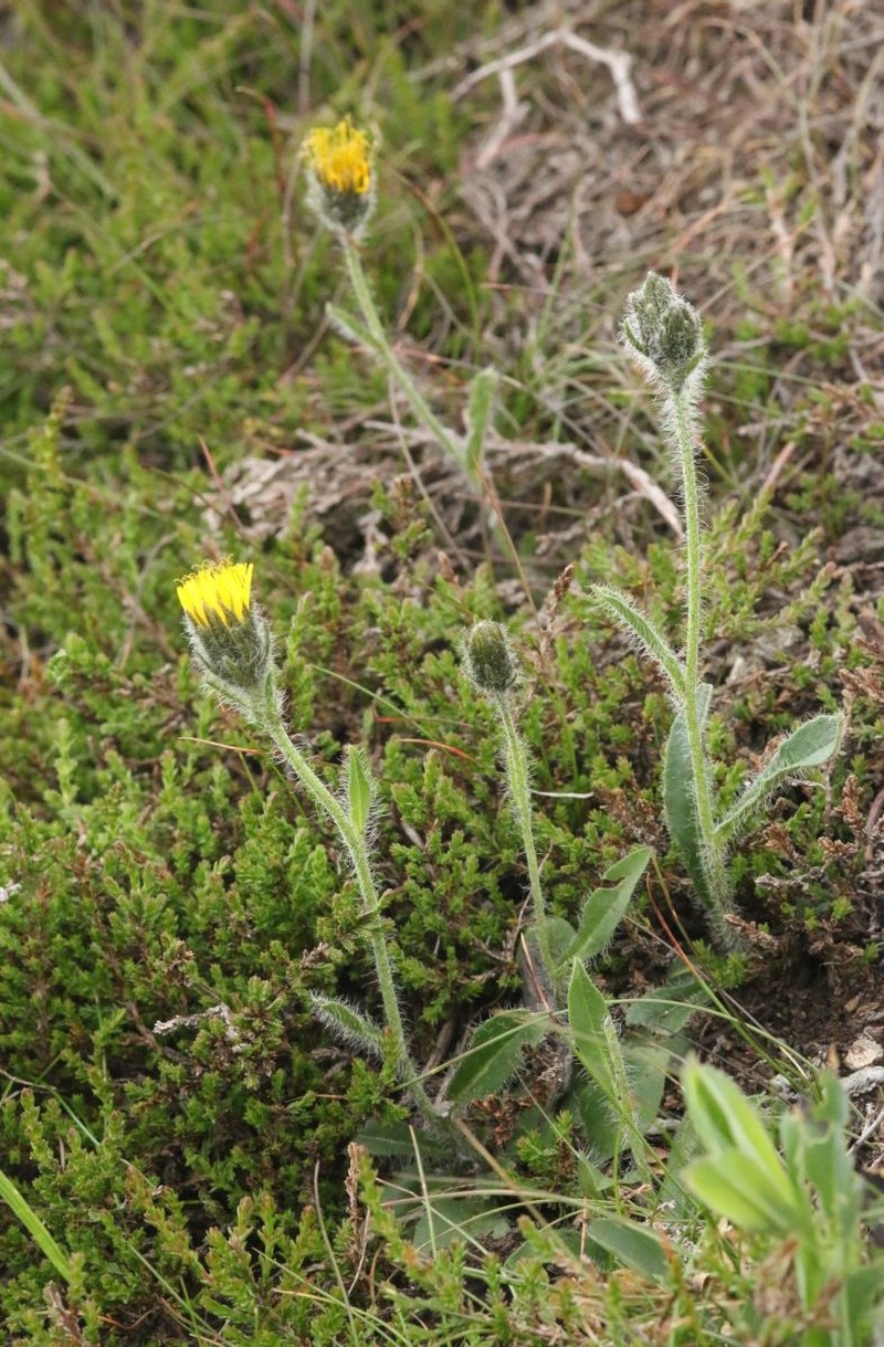 Hieracium schneiderianum