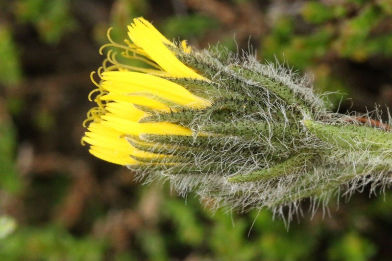Hieracium schneiderianum photo 2