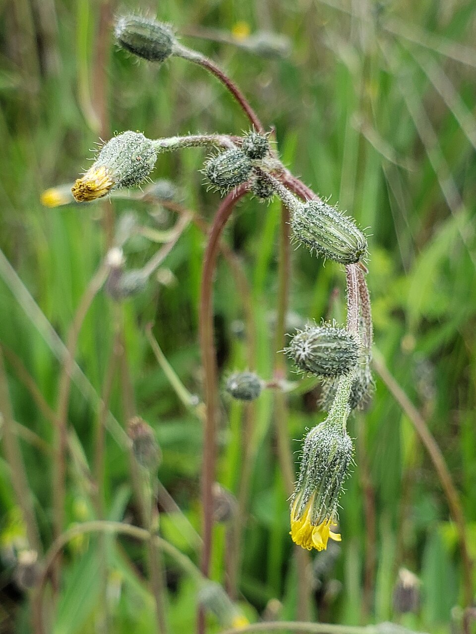 Roughstem Hawkweed