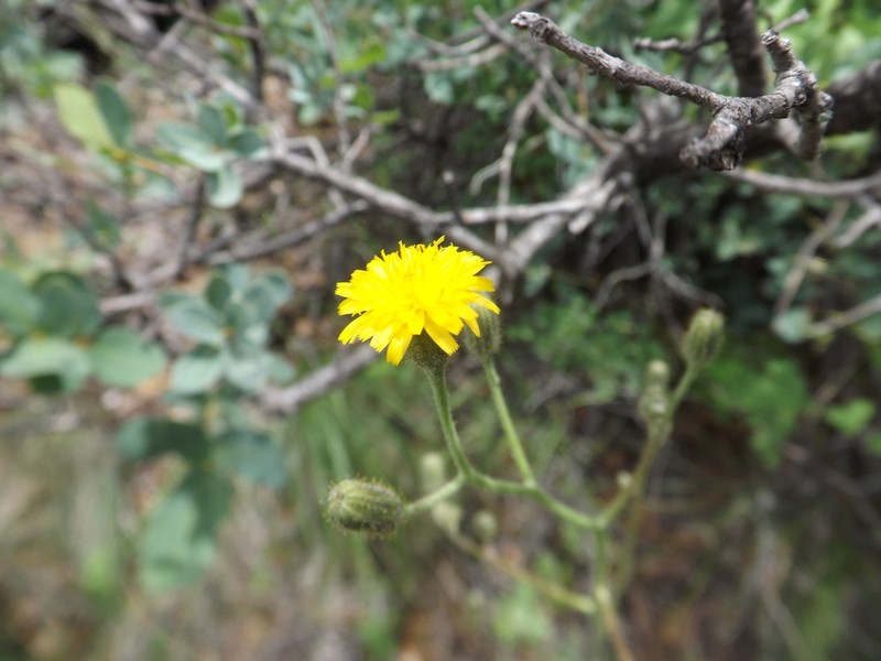 Roughstem Hawkweed