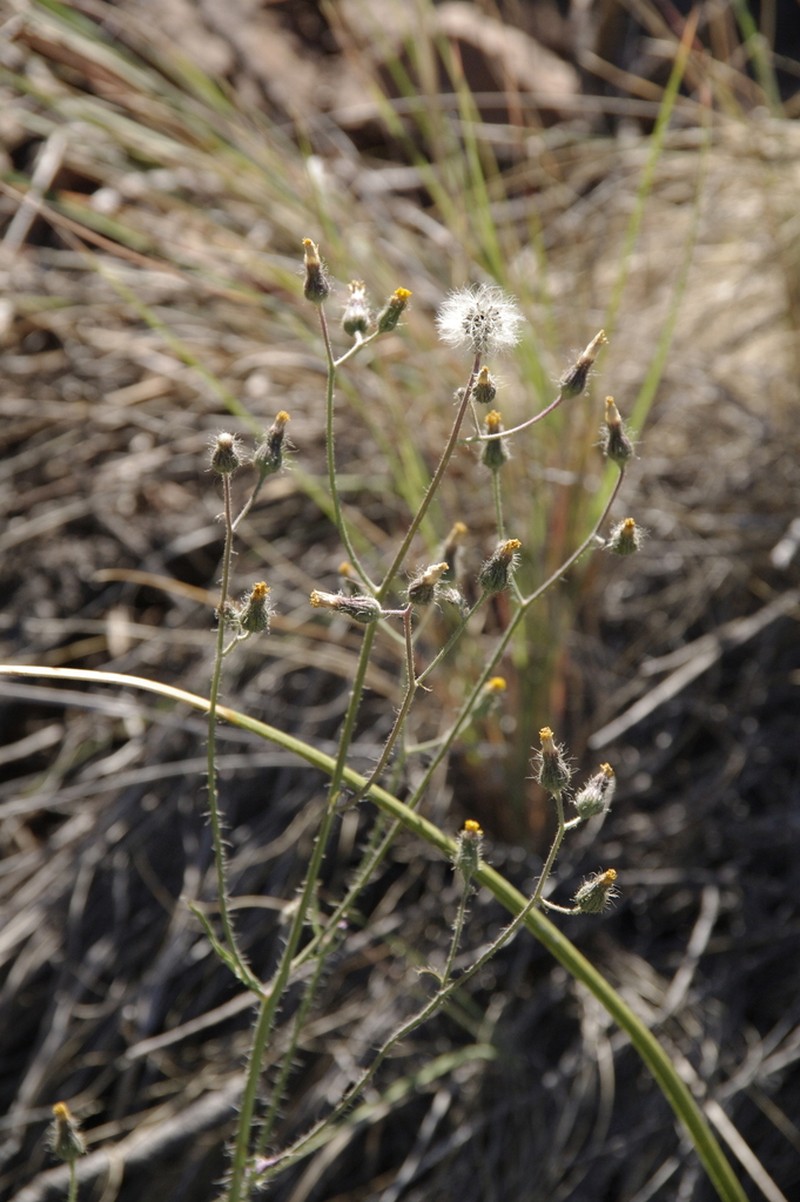 Roughstem Hawkweed photo 2