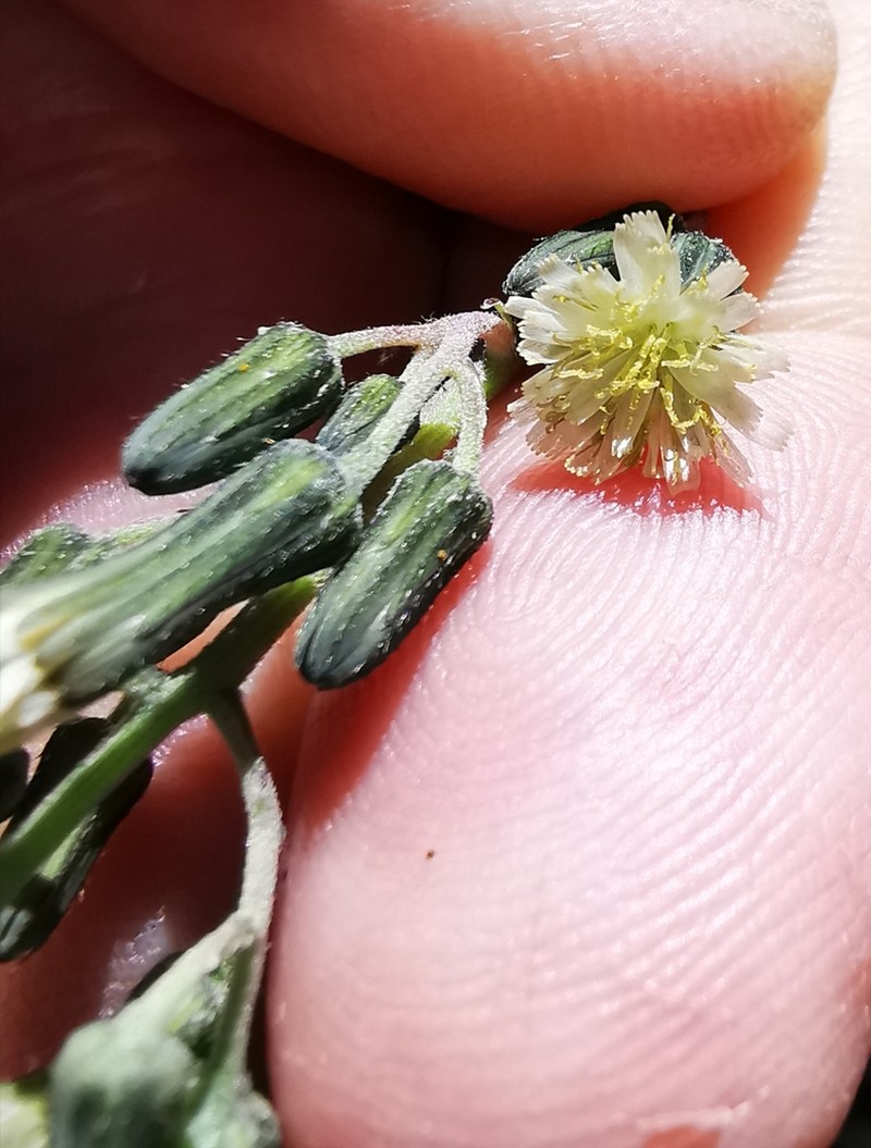 Roughstem Hawkweed photo 3