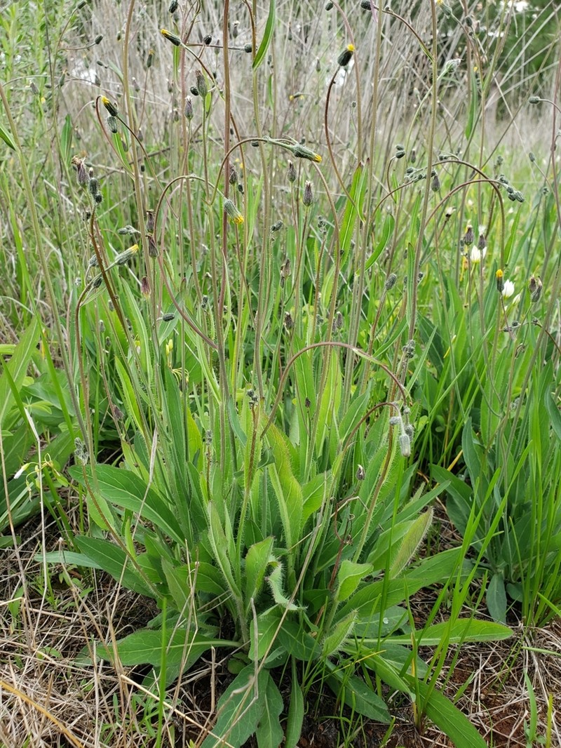 Roughstem Hawkweed photo 4