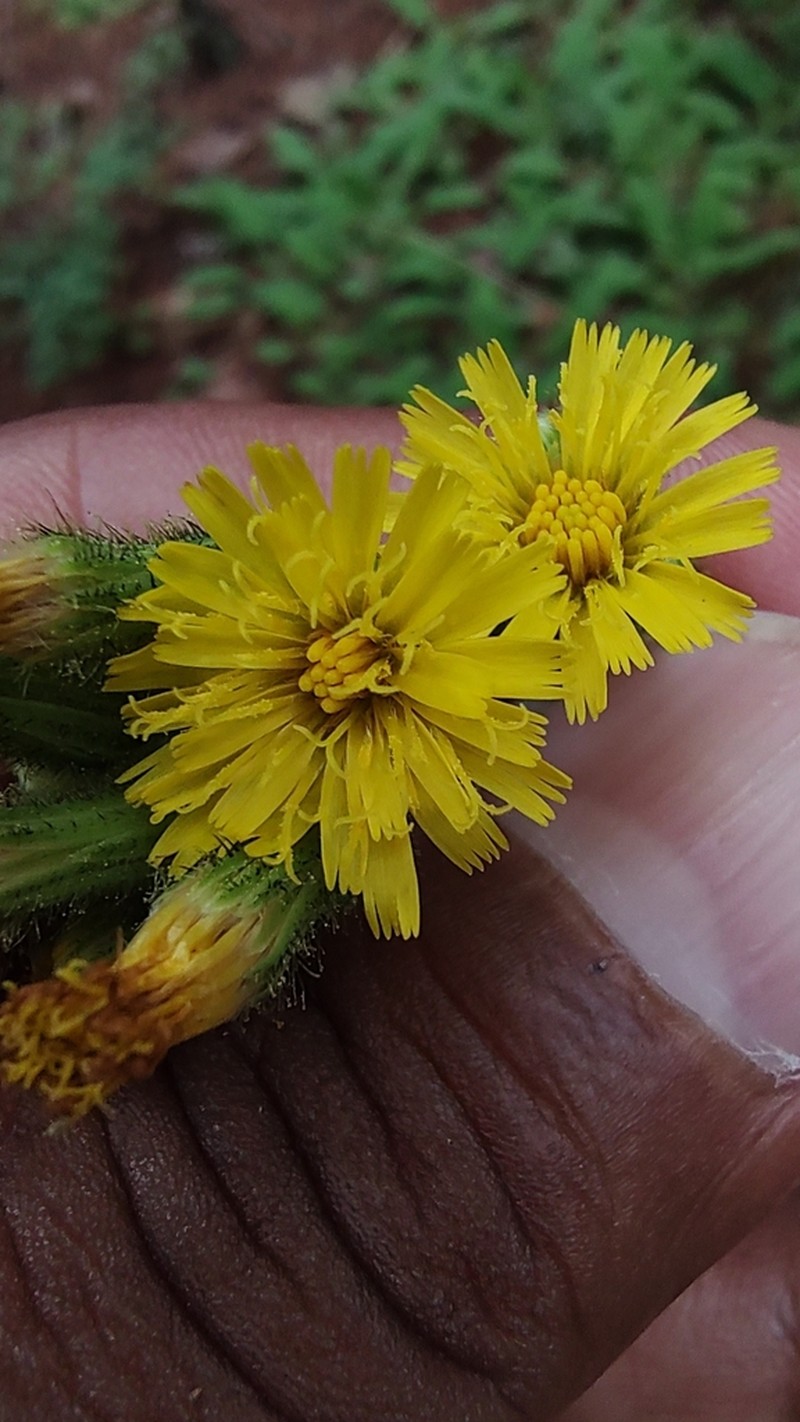 Roughstem Hawkweed photo 5