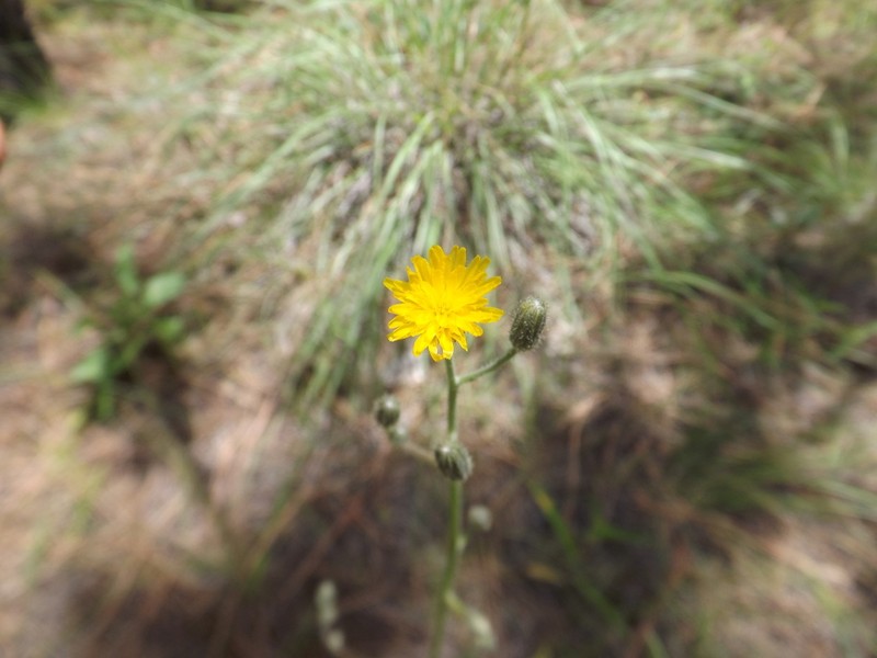 Roughstem Hawkweed photo 6