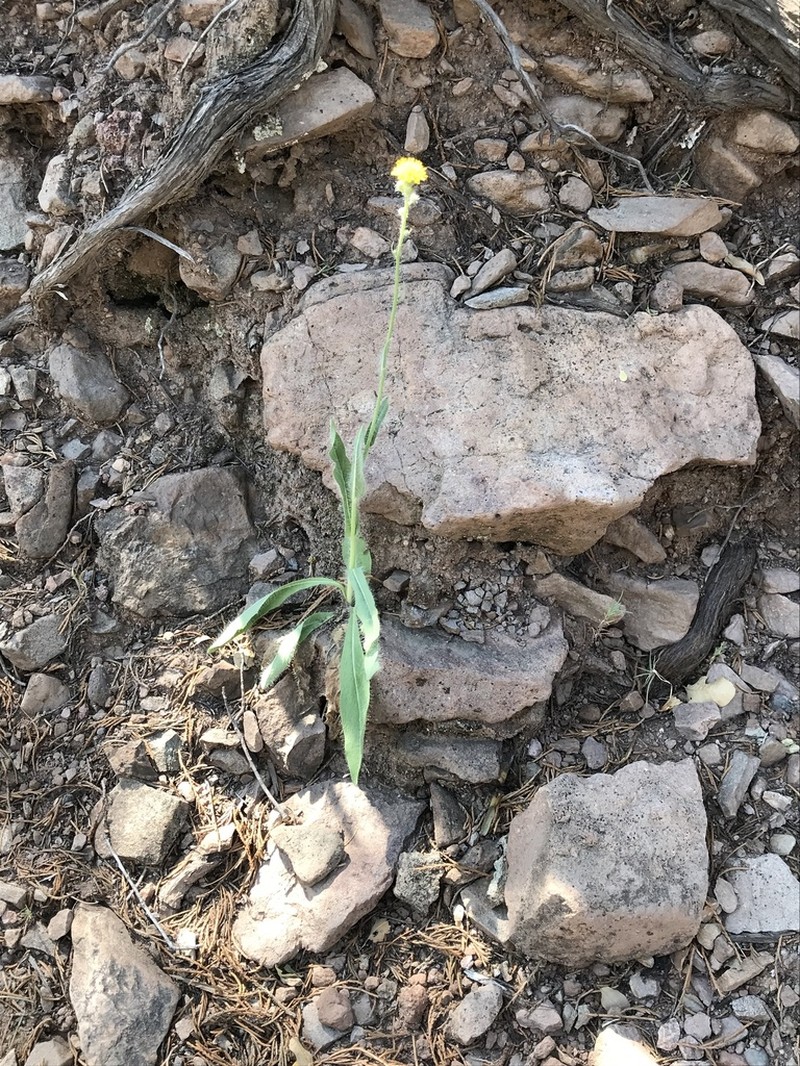 Roughstem Hawkweed photo 7