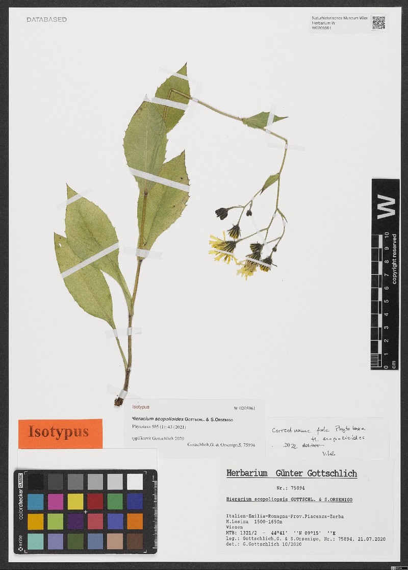 Hieracium scopolioides