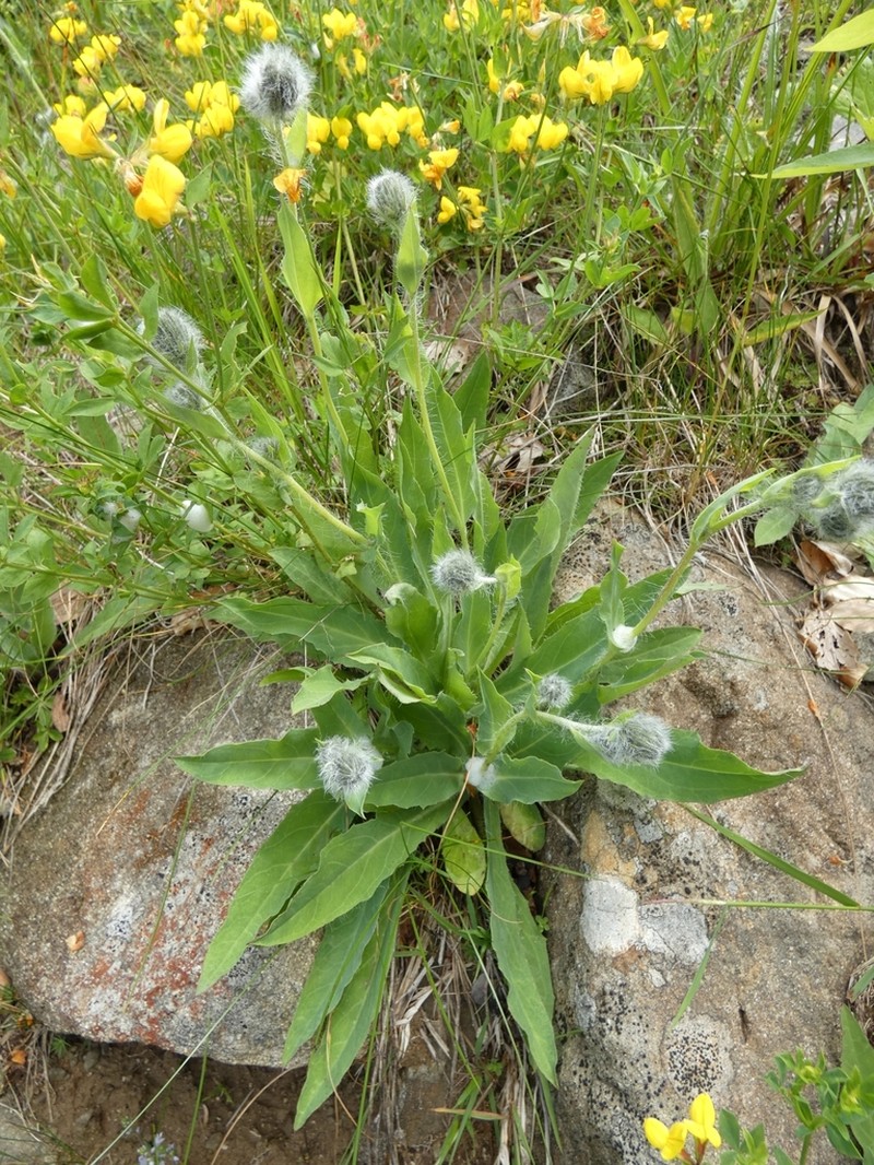 Hieracium scorzonerifolium