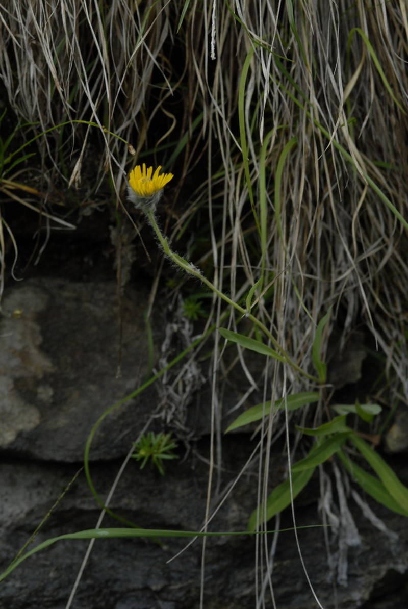 Hieracium scorzonerifolium photo 2