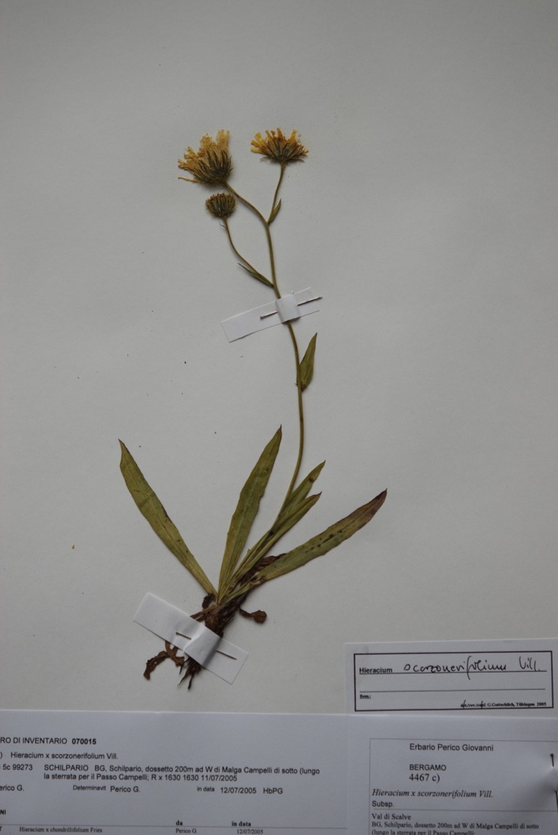 Hieracium scorzonerifolium photo 3