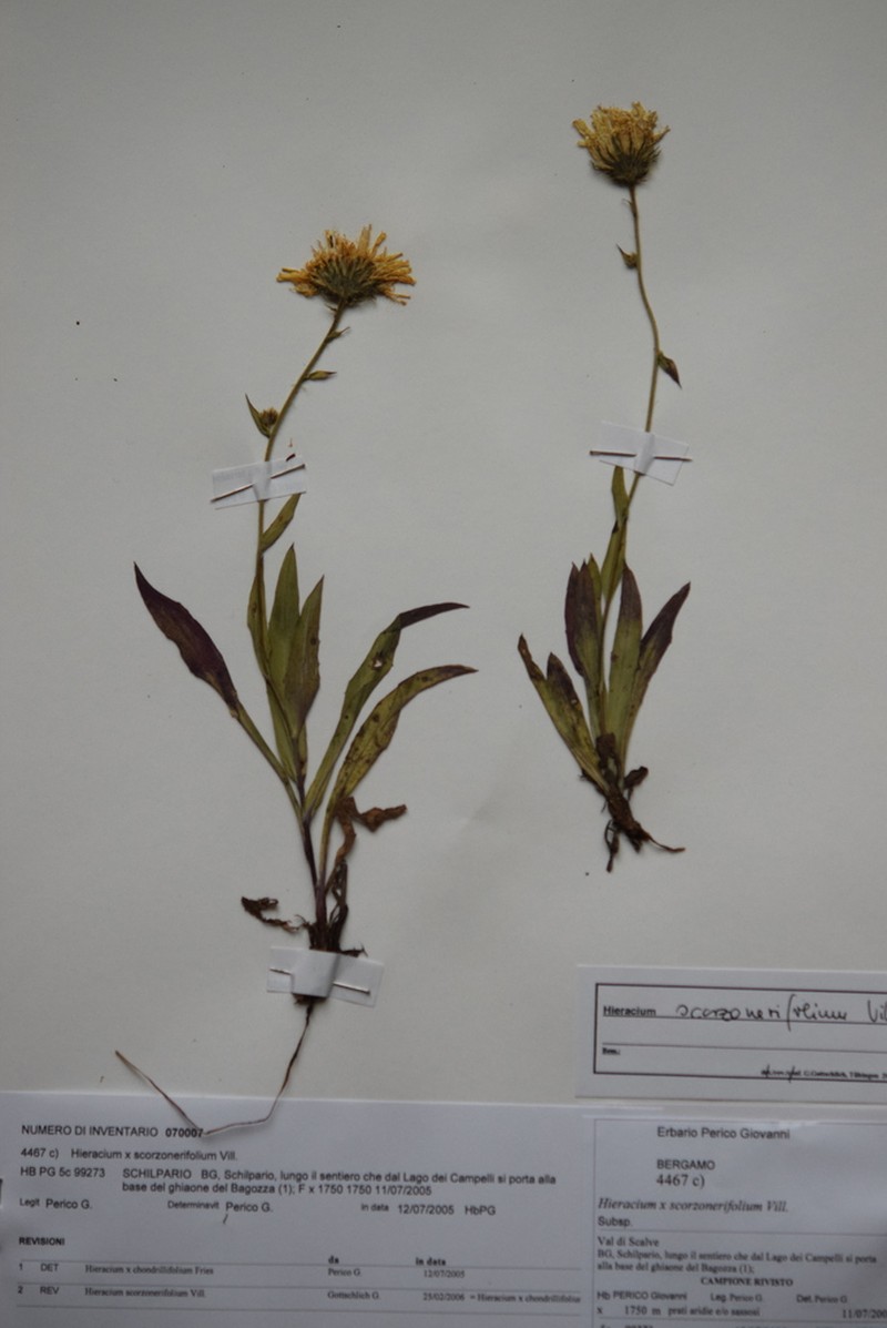 Hieracium scorzonerifolium photo 4