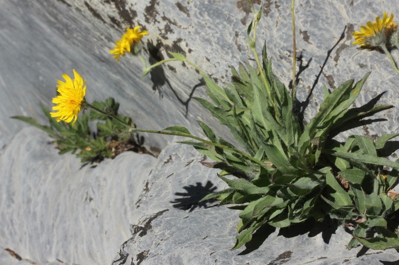 Hieracium scorzonerifolium photo 5