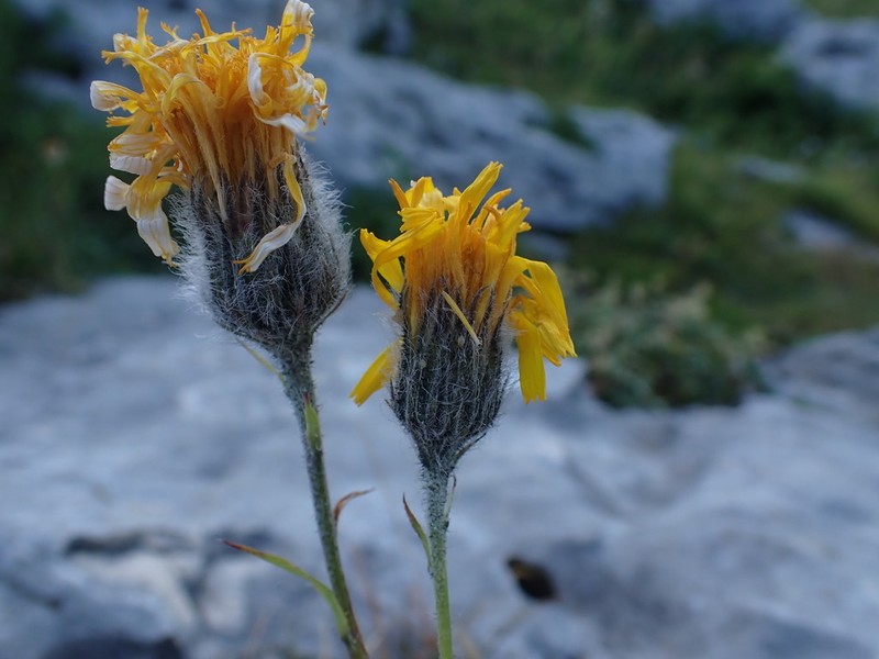 Hieracium scorzonerifolium photo 6