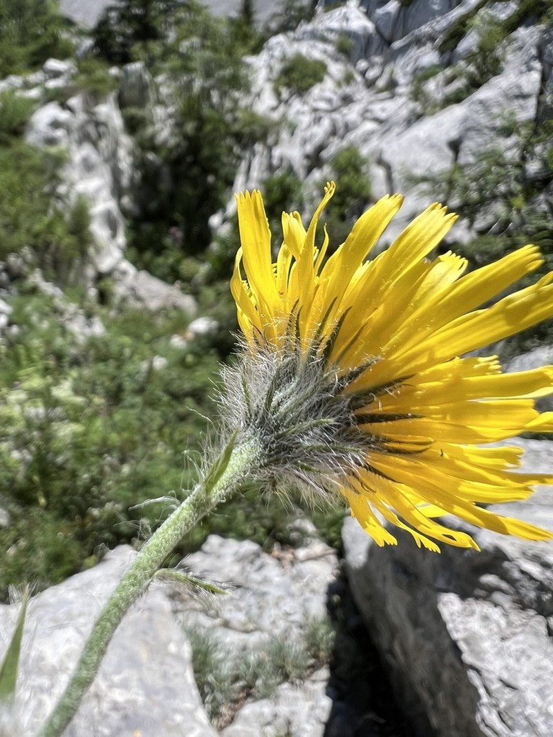 Hieracium scorzonerifolium photo 7