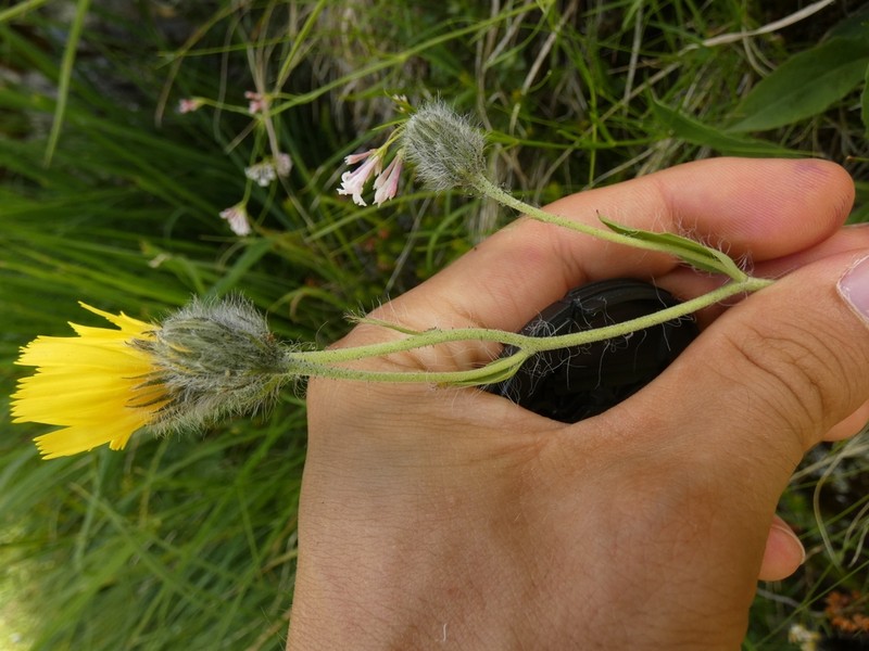 Hieracium scorzonerifolium photo 8
