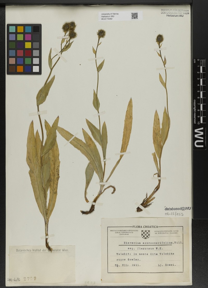 Hieracium scorzonerifolium subsp. flexuosum