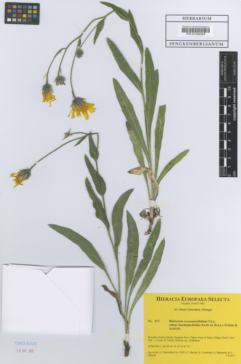 Hieracium scorzonerifolium subsp. lonchiphylloides