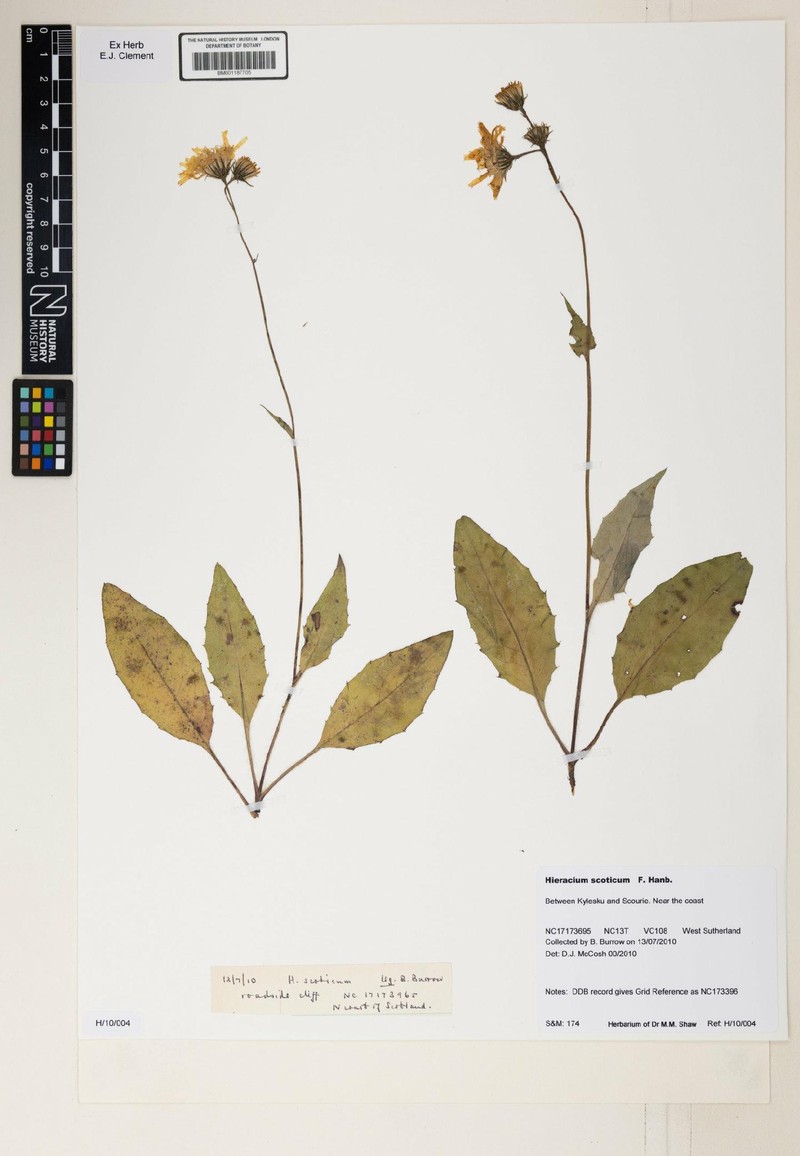 Hieracium scoticum