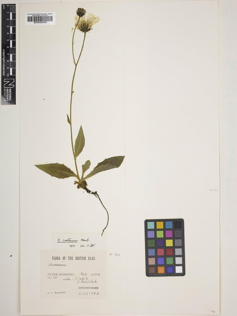 Hieracium scoticum photo 2