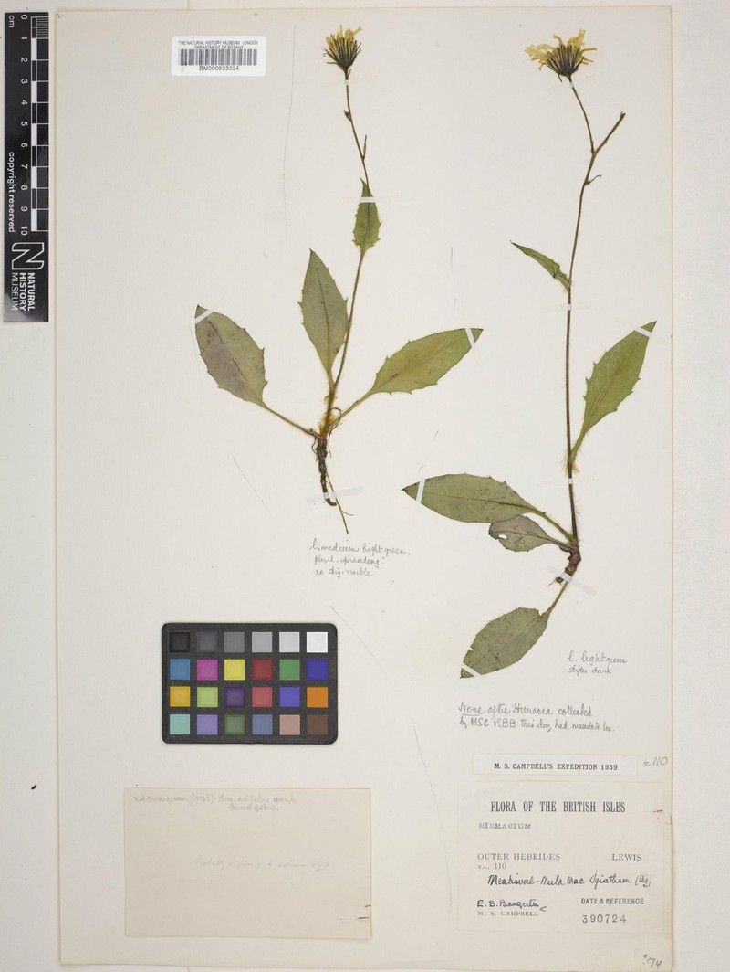 Hieracium scoticum photo 3