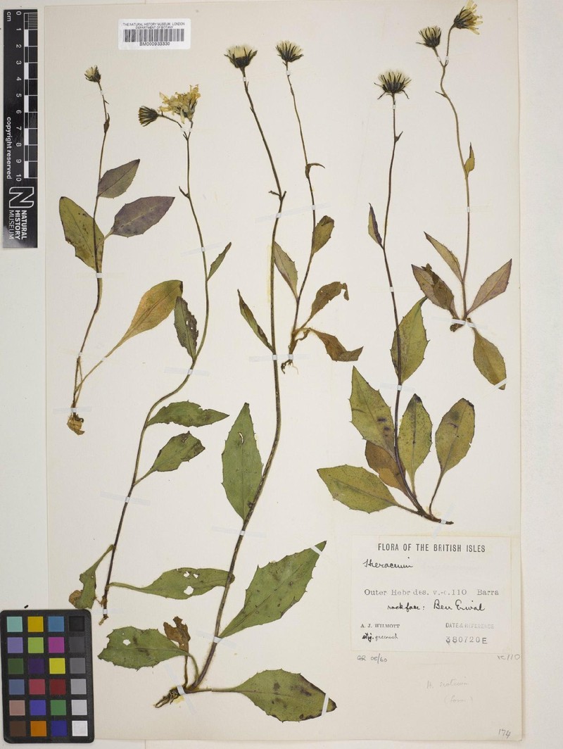 Hieracium scoticum photo 4