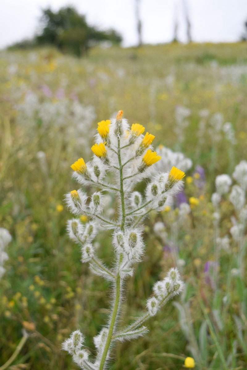 Houndstongue Hawkweed