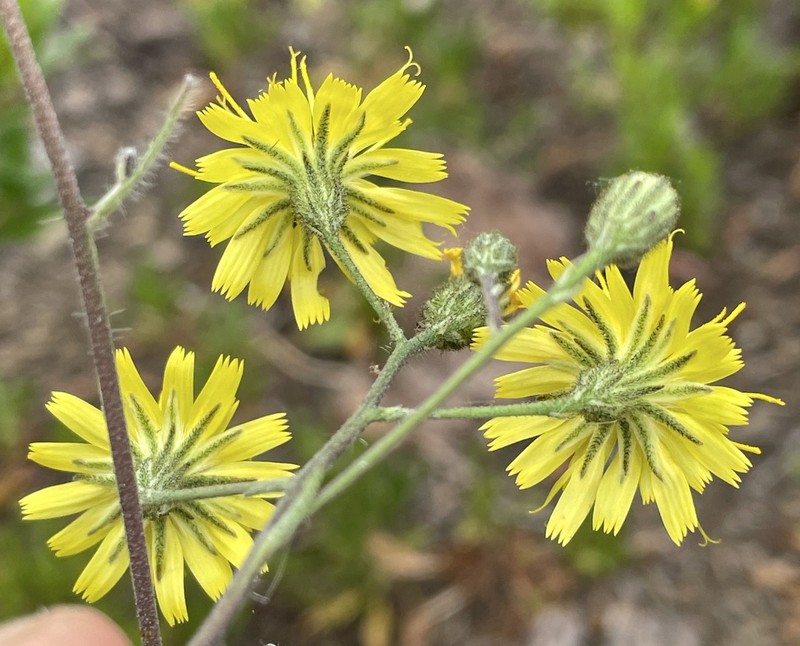 Houndstongue Hawkweed photo 2