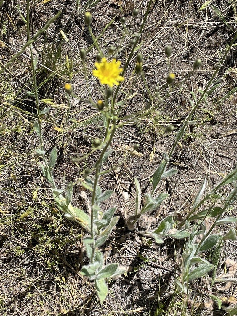 Houndstongue Hawkweed photo 3