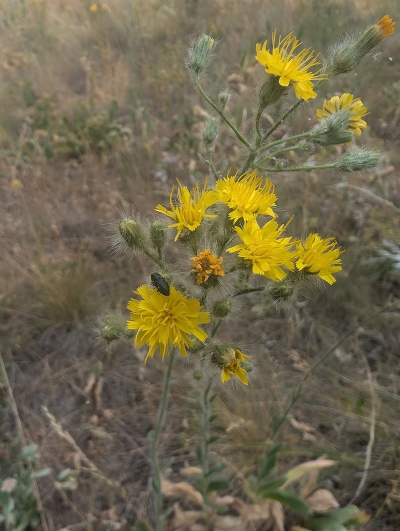 Houndstongue Hawkweed photo 4