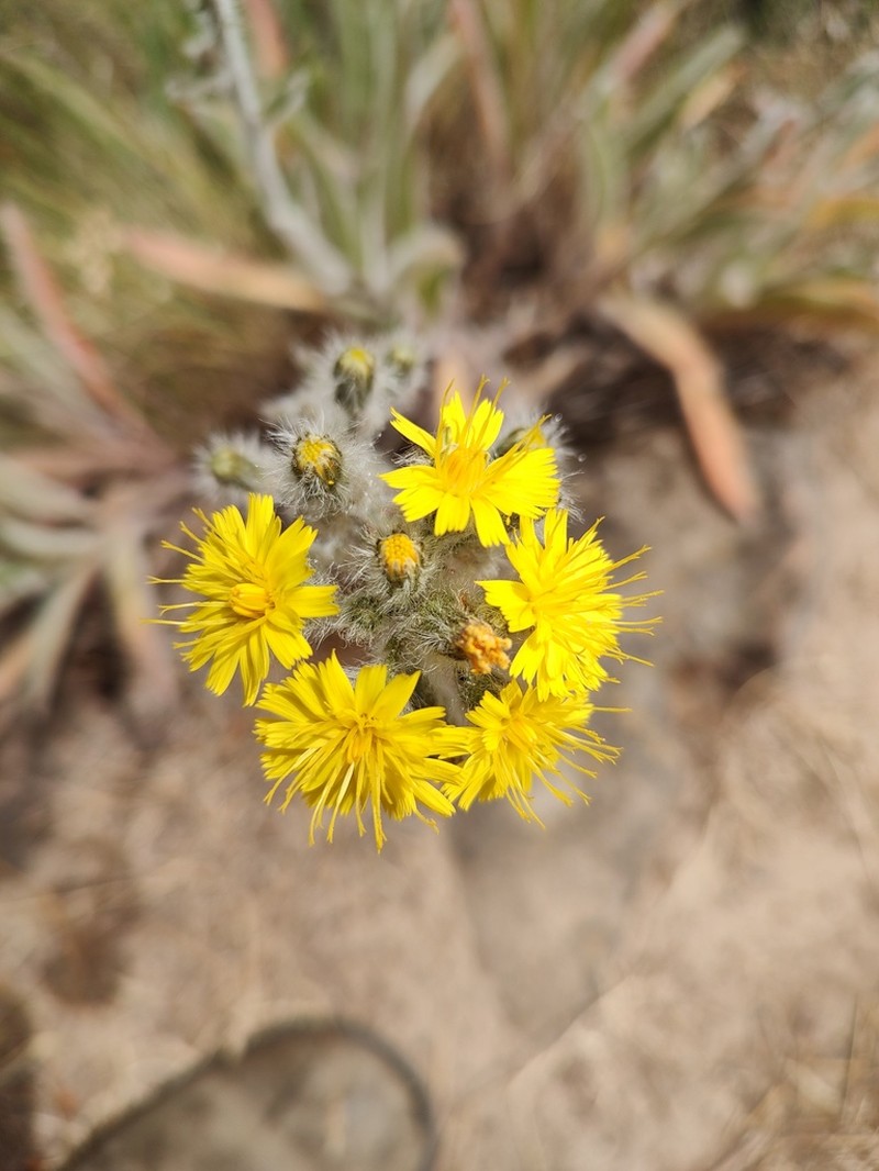 Houndstongue Hawkweed photo 5