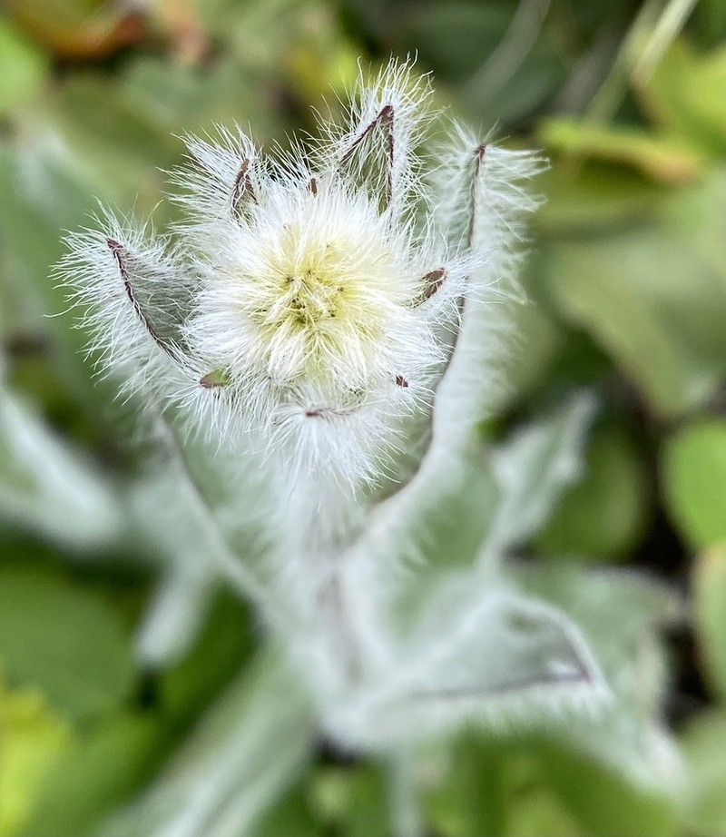 Houndstongue Hawkweed photo 6