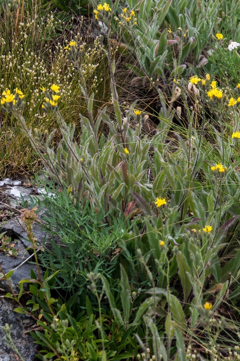 Houndstongue Hawkweed photo 8