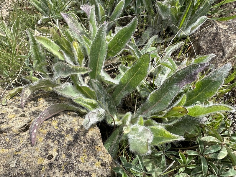 Scouler's Woollyweed photo 7