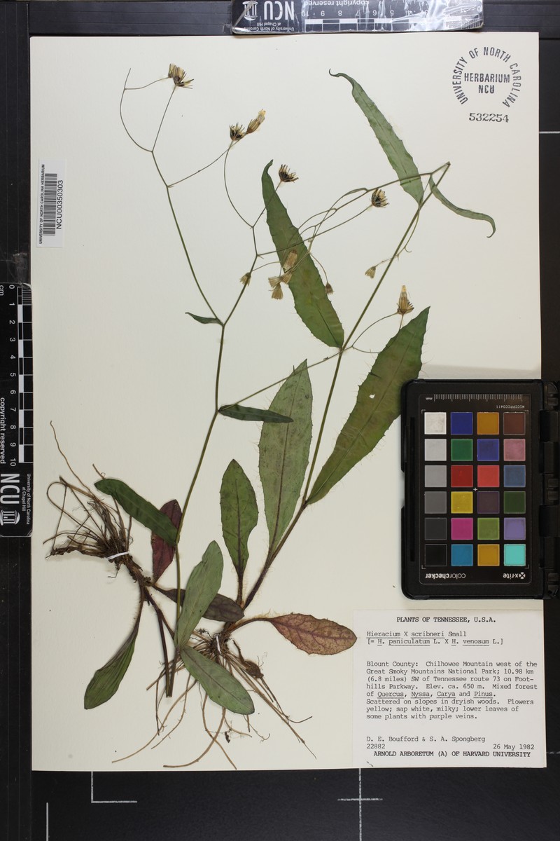 Scribner's Hawkweed