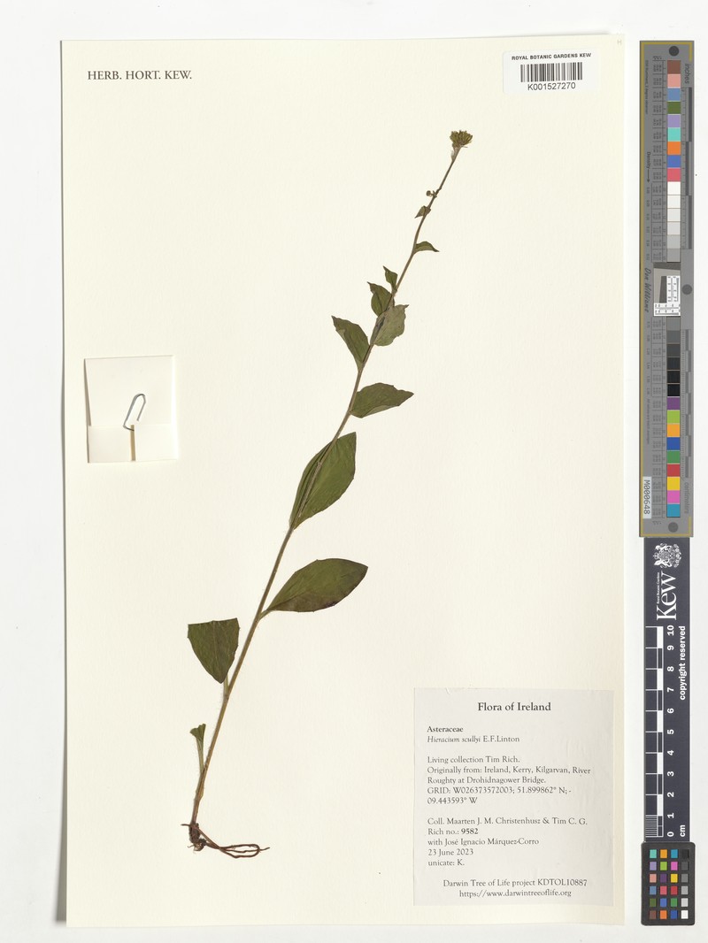 Hieracium scullyi