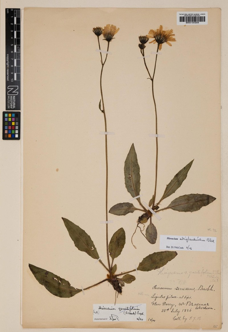 Hieracium sellii