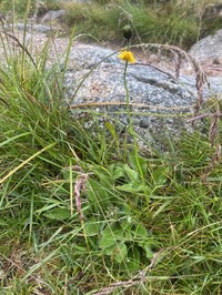 Hieracium senescens