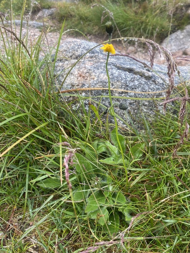 Hieracium senescens