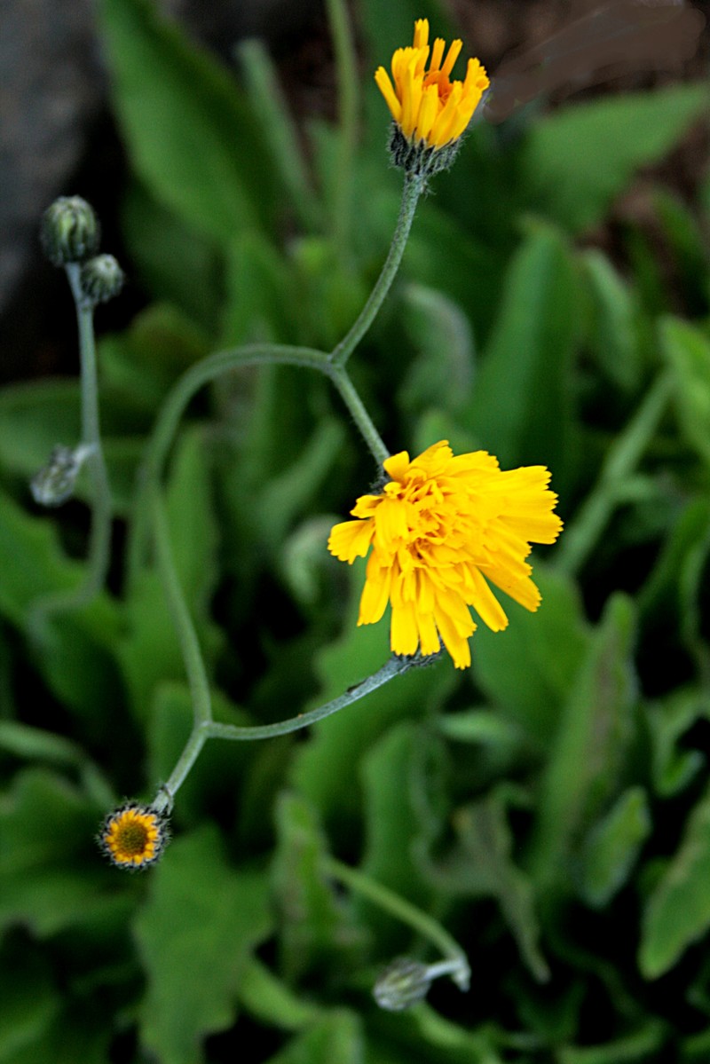 Hieracium senex