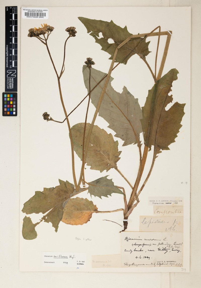 Hieracium seriflorum