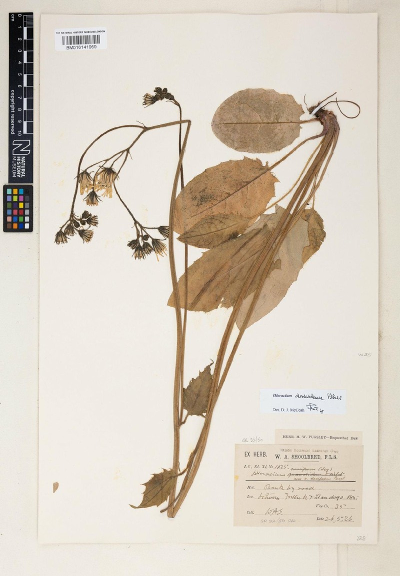 Hieracium seriflorum photo 2