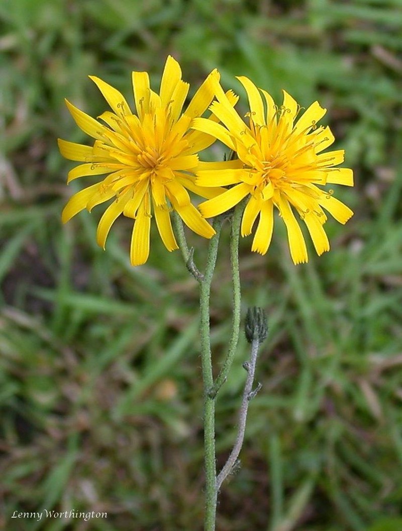 Hieracium severiceps photo 2