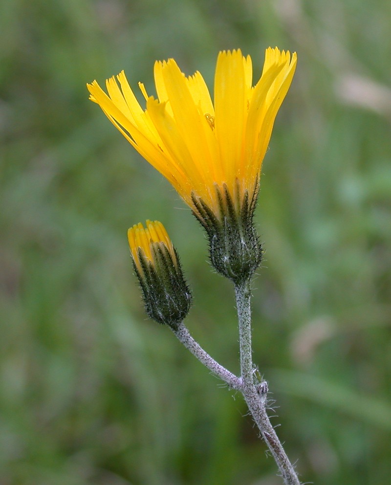 Hieracium severiceps