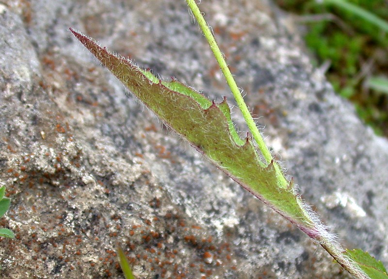 Hieracium severiceps photo 3