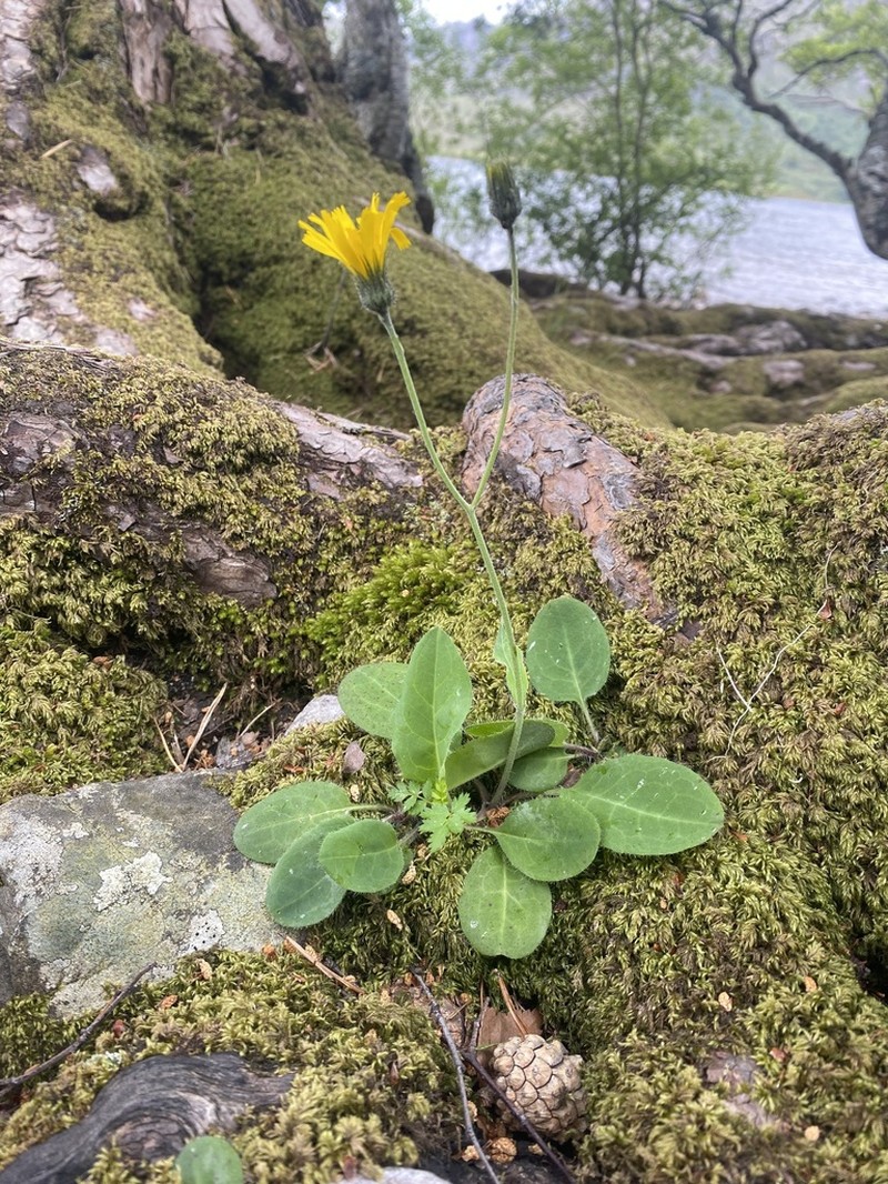 Hieracium shoolbredii