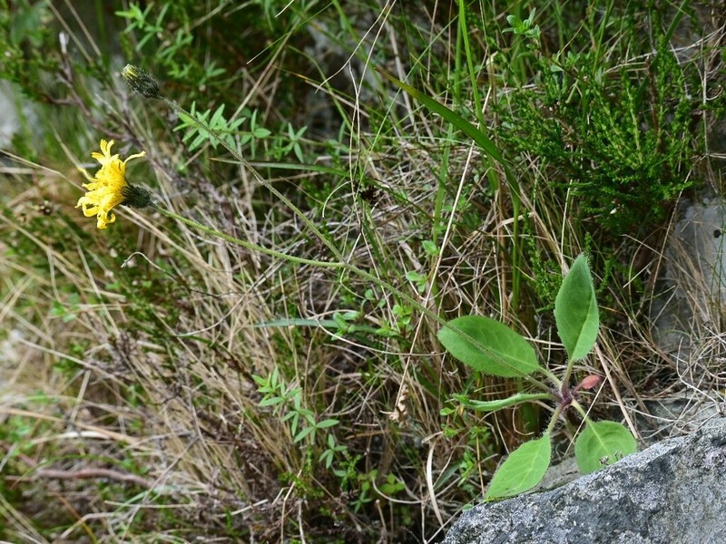 Hieracium shoolbredii photo 2