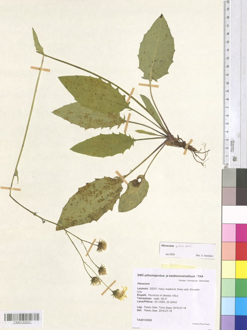 Hieracium silenii