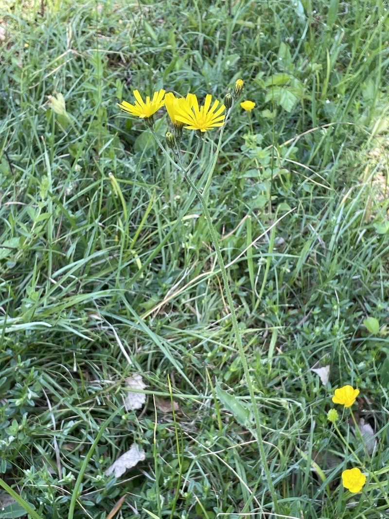 Hieracium silvaticoides